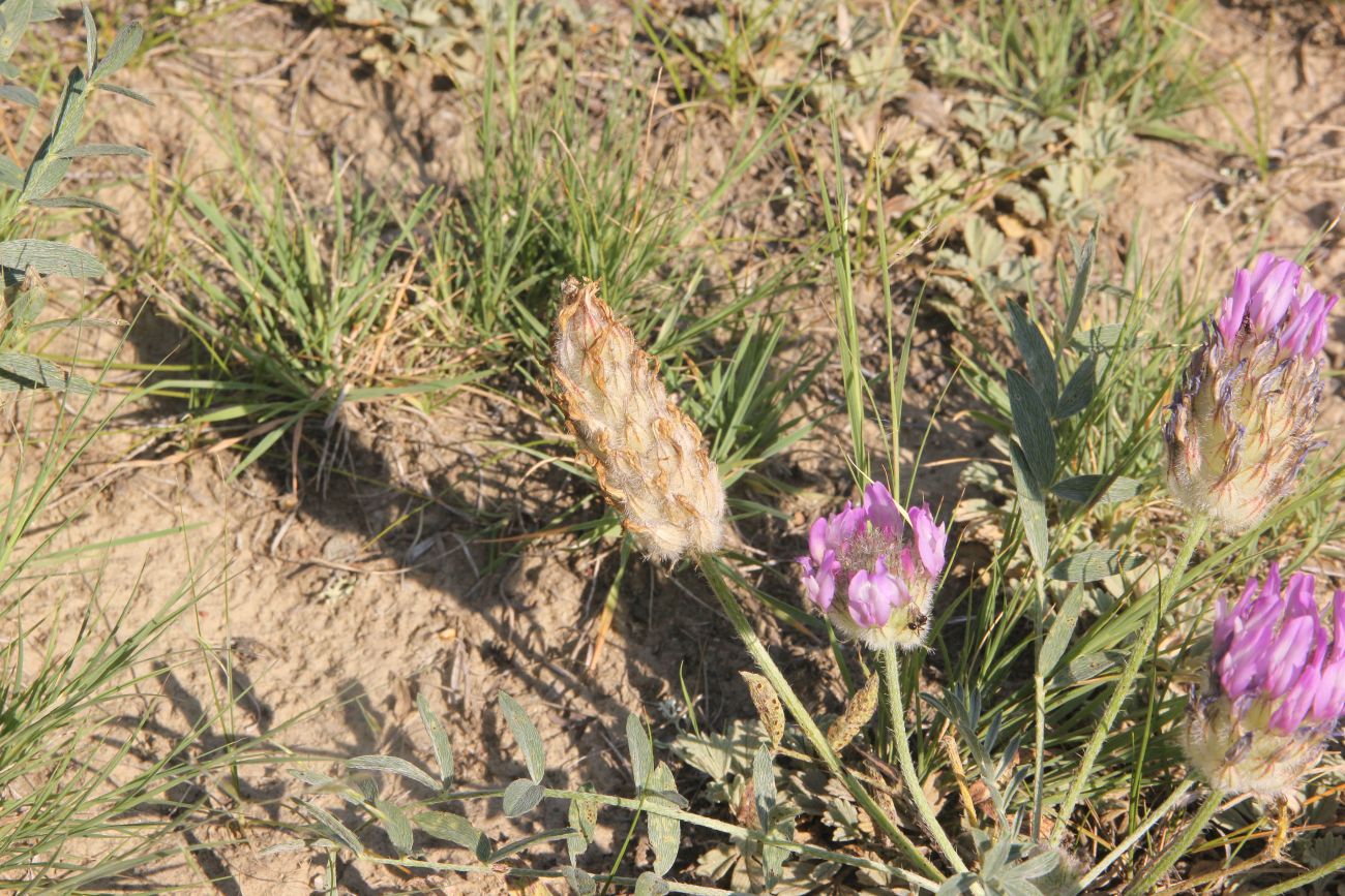 Image of Astragalus laguroides specimen.