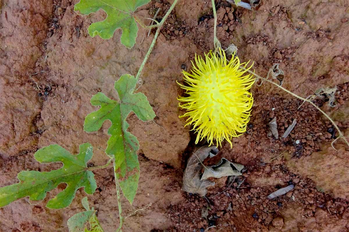 Image of Cucumis zeyheri specimen.