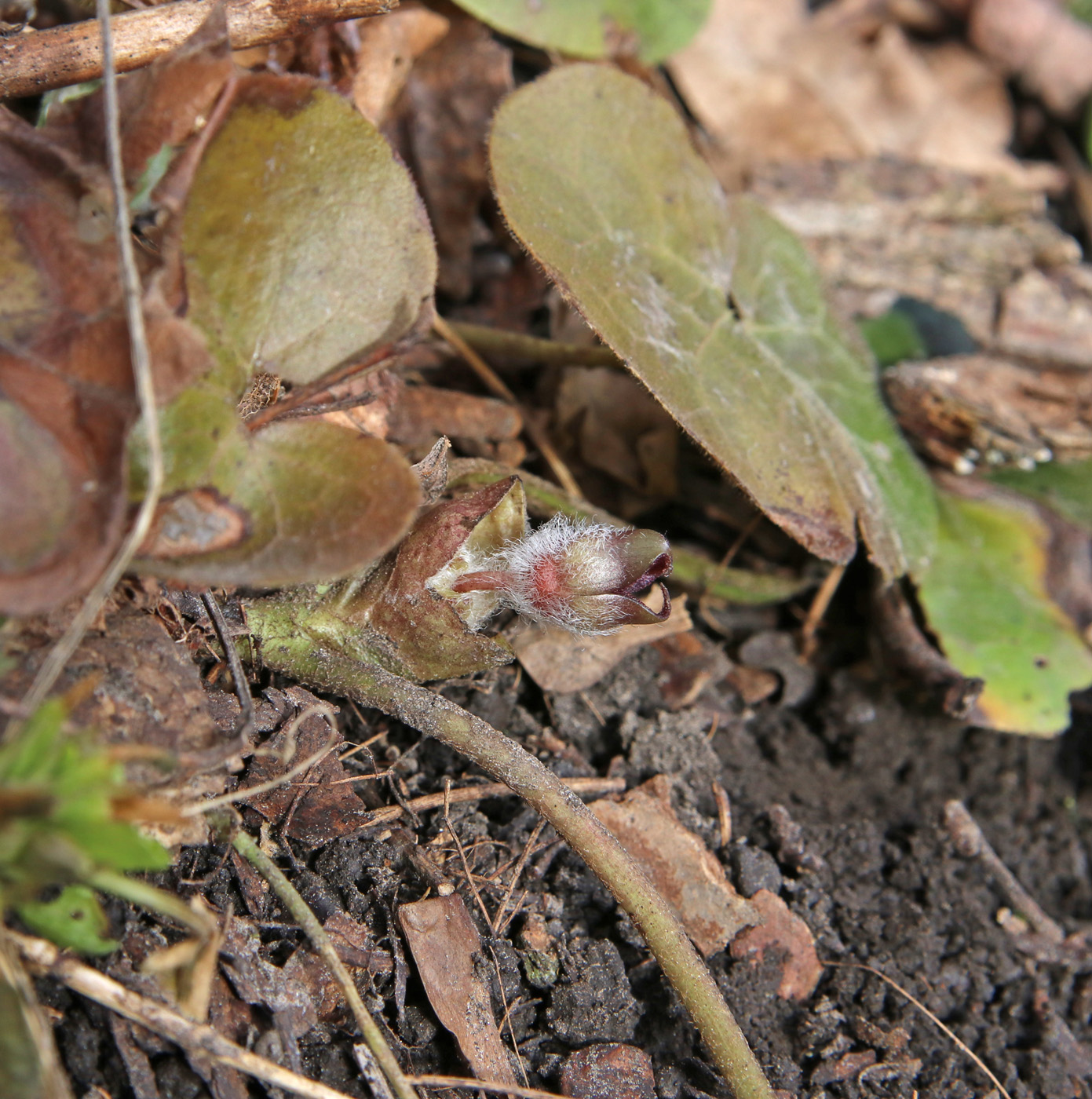 Изображение особи Asarum europaeum.