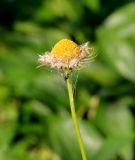 Doronicum orientale