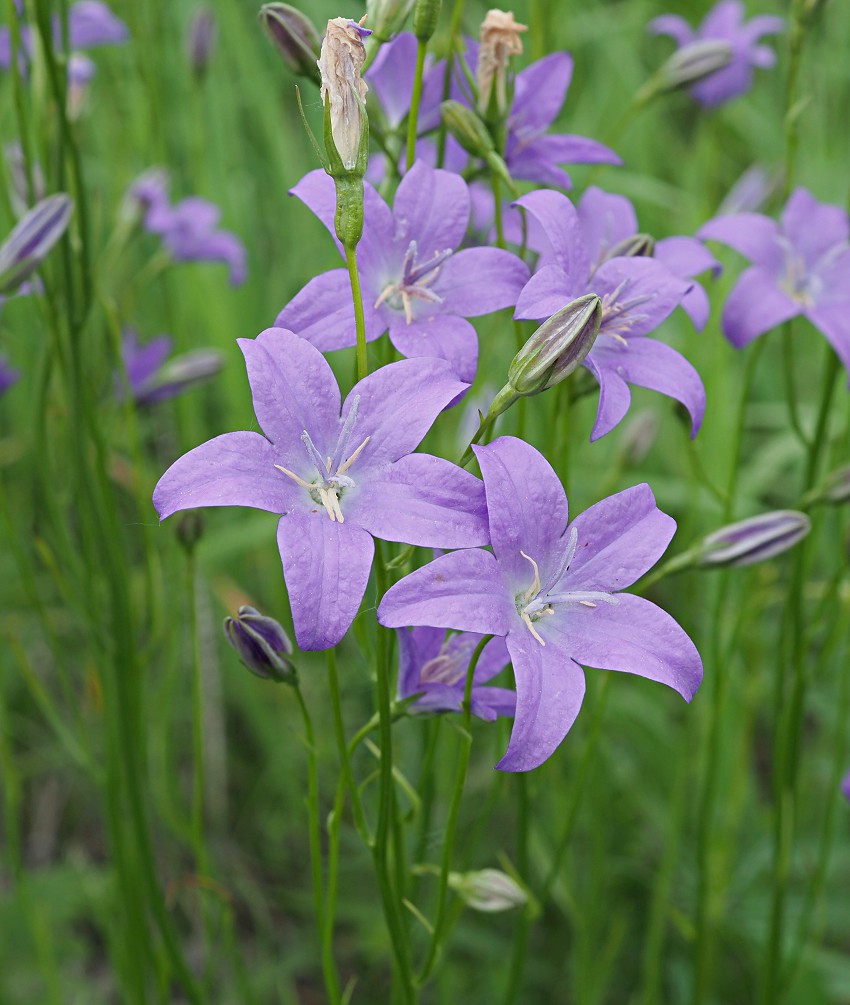 Изображение особи Campanula wolgensis.