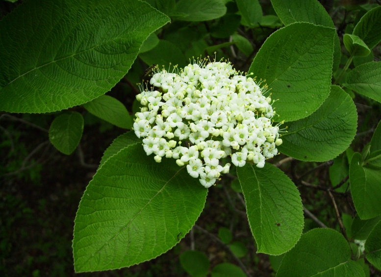 Image of Viburnum lantana specimen.