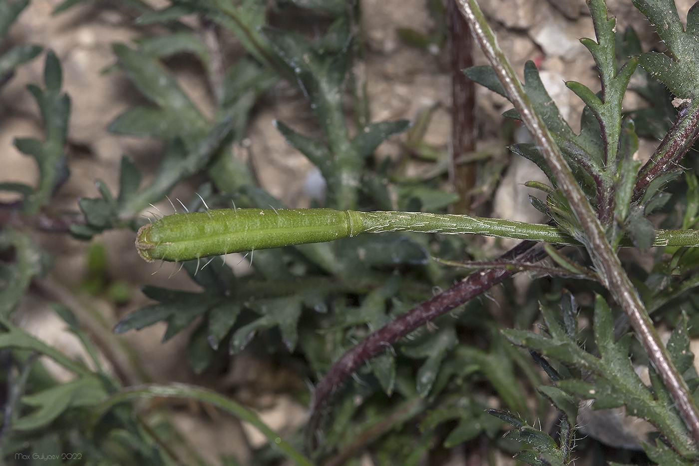 Image of familia Papaveraceae specimen.