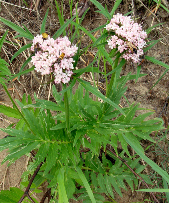 Изображение особи Valeriana alternifolia.