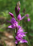 Cephalanthera rubra