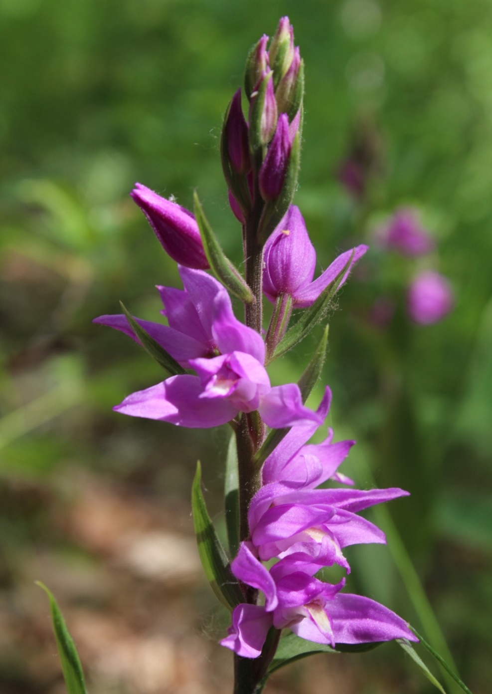 Изображение особи Cephalanthera rubra.