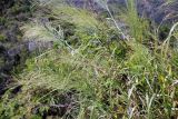 familia Poaceae. Цветущее растение. Мадагаскар, провинция Анциранана, регион Диана, запов. \"Анкарана\". 02.05.2018.