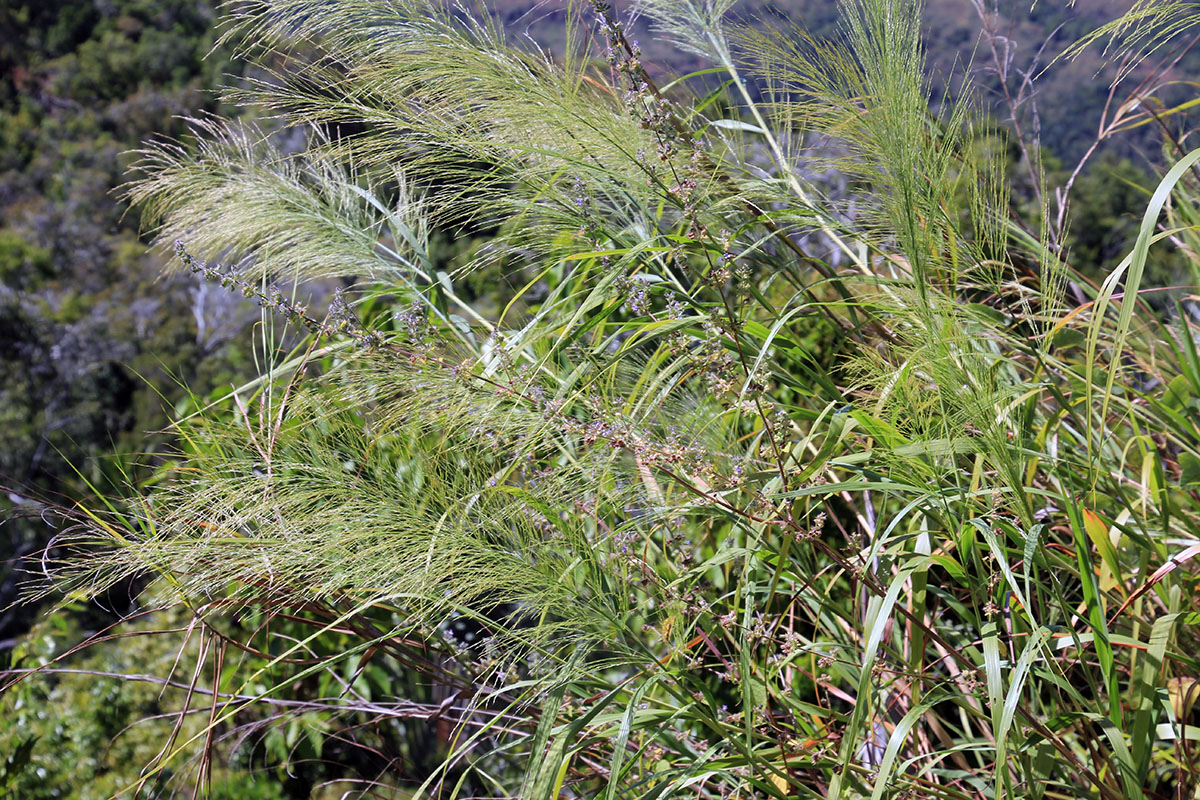 Изображение особи семейство Poaceae.