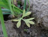 Fumaria officinalis. Пожелтевший нижний лист. Московская обл., ГО Подольск, мкр-н Климовск, перепаханный участок луга. 30.06.2022.