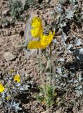 Papaver croceum