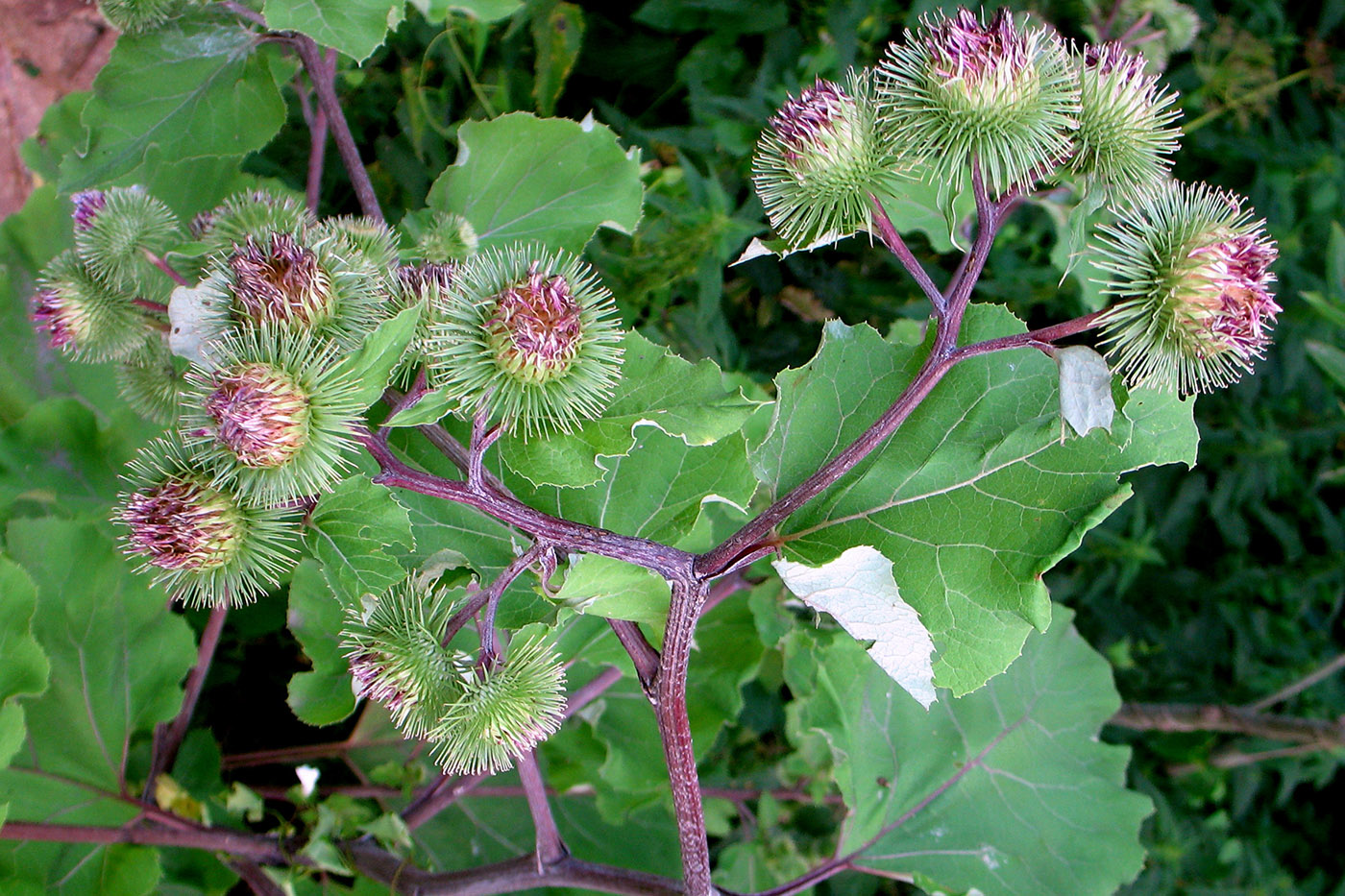 Image of Arctium lappa specimen.