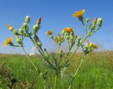 Picris hieracioides