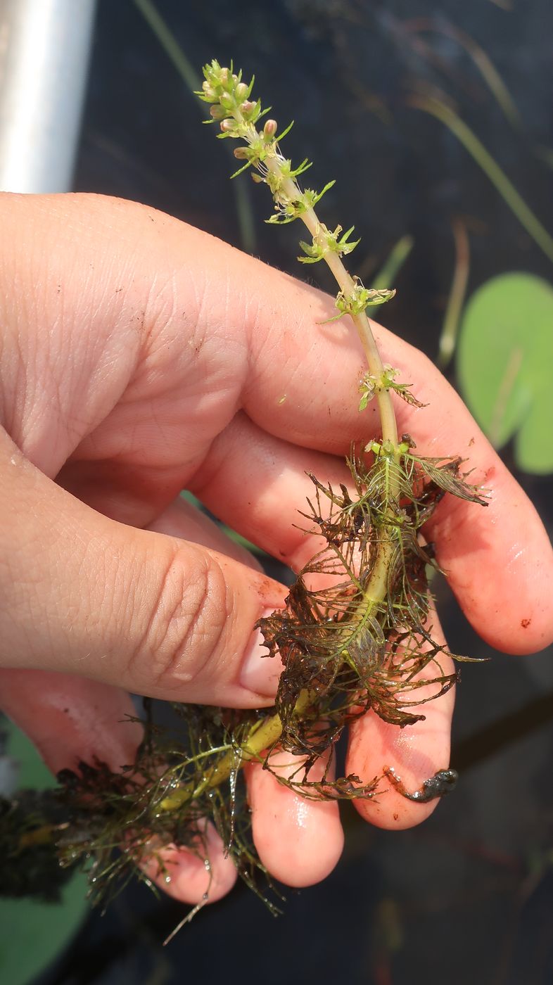 Image of Myriophyllum verticillatum specimen.
