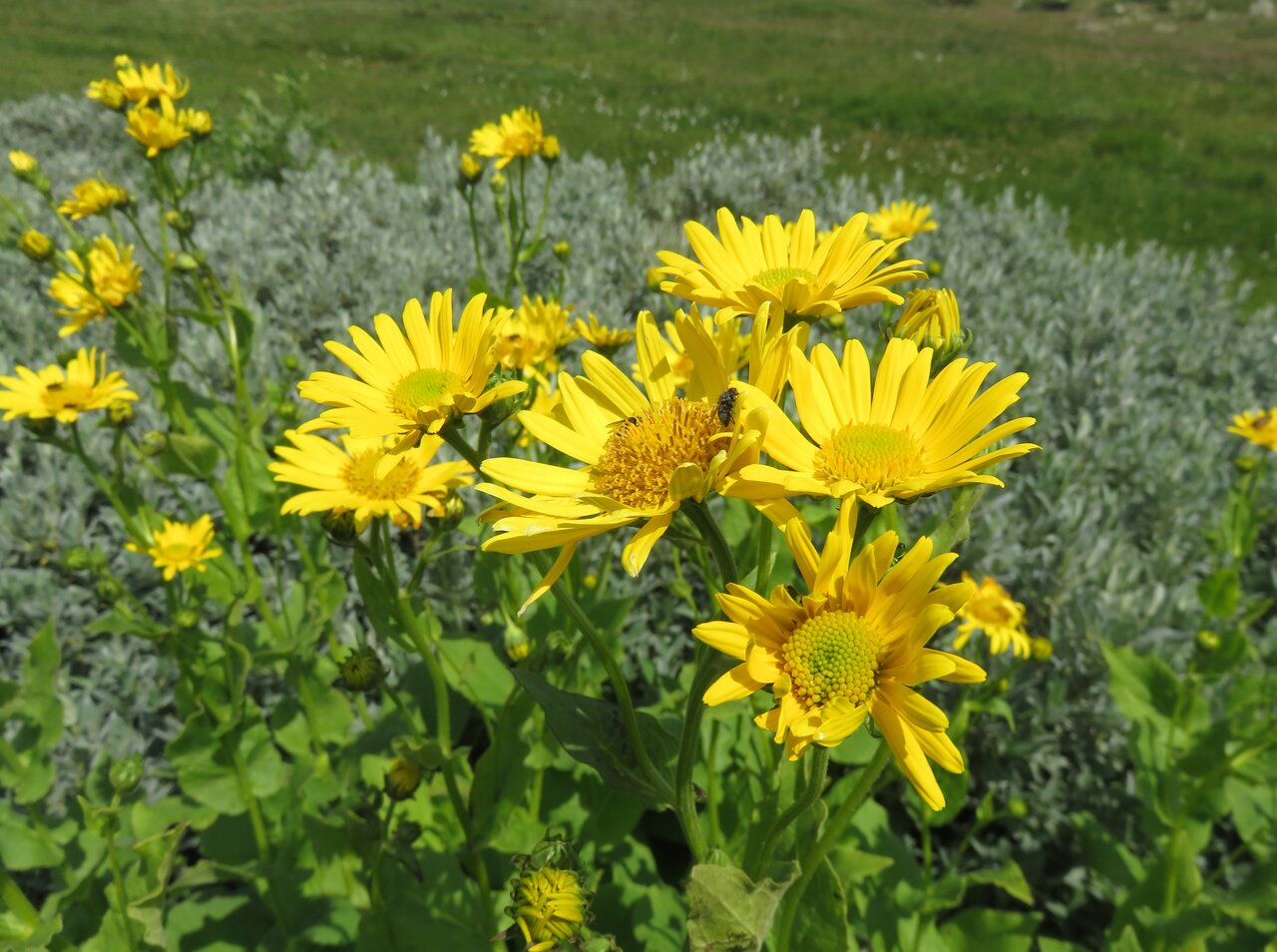 Изображение особи Doronicum austriacum.