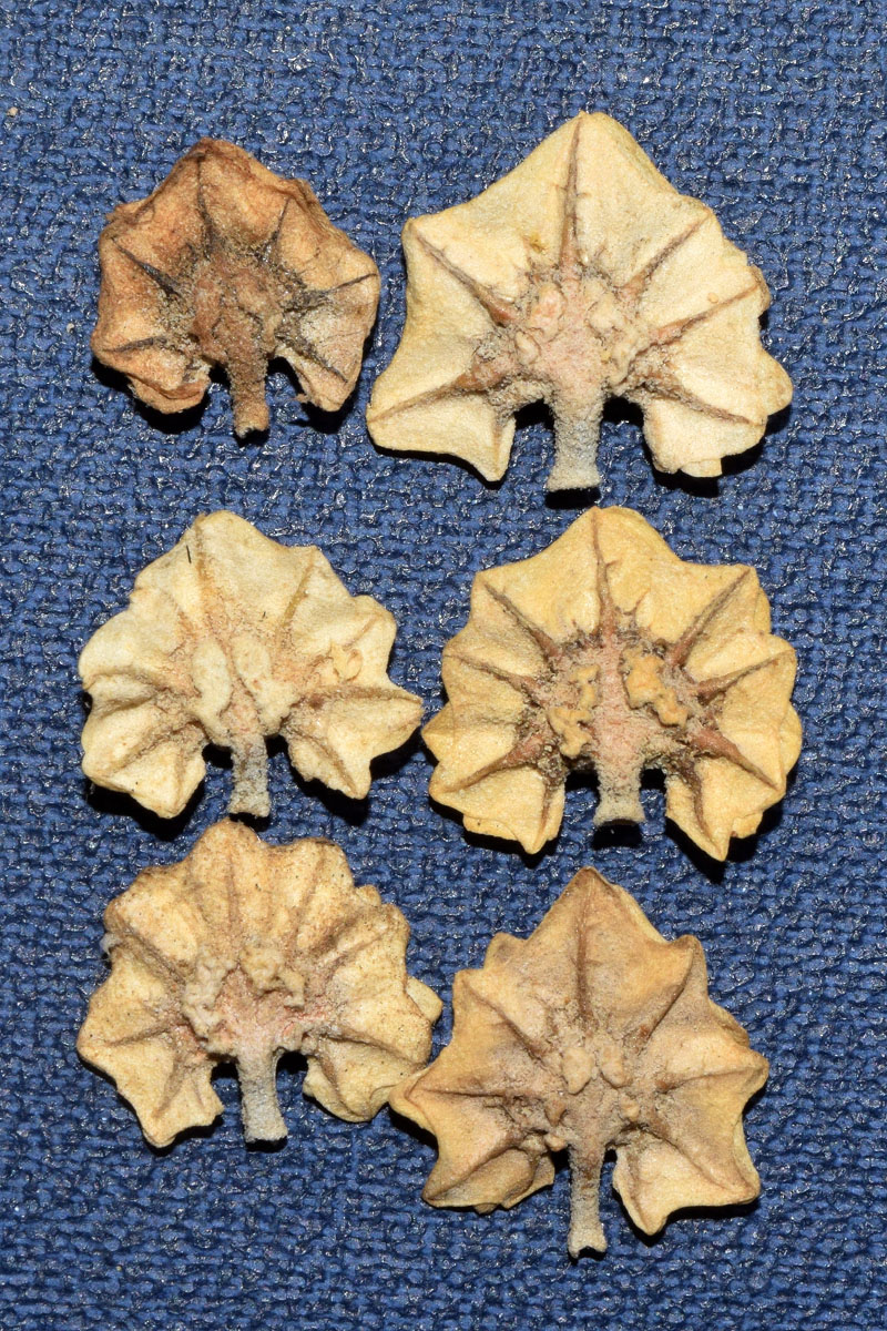 Image of Atriplex flabellum specimen.