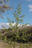 Artemisia annua. Верхушка зацветающего растения. Крым, Севастополь, западное побережье, берег реки Кача. 21.09.2022.