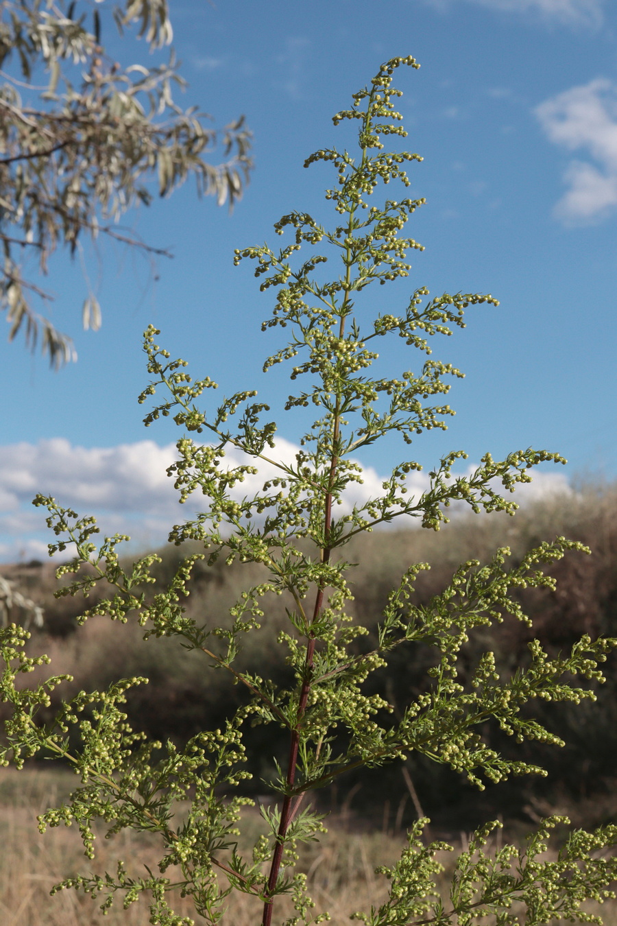 Изображение особи Artemisia annua.