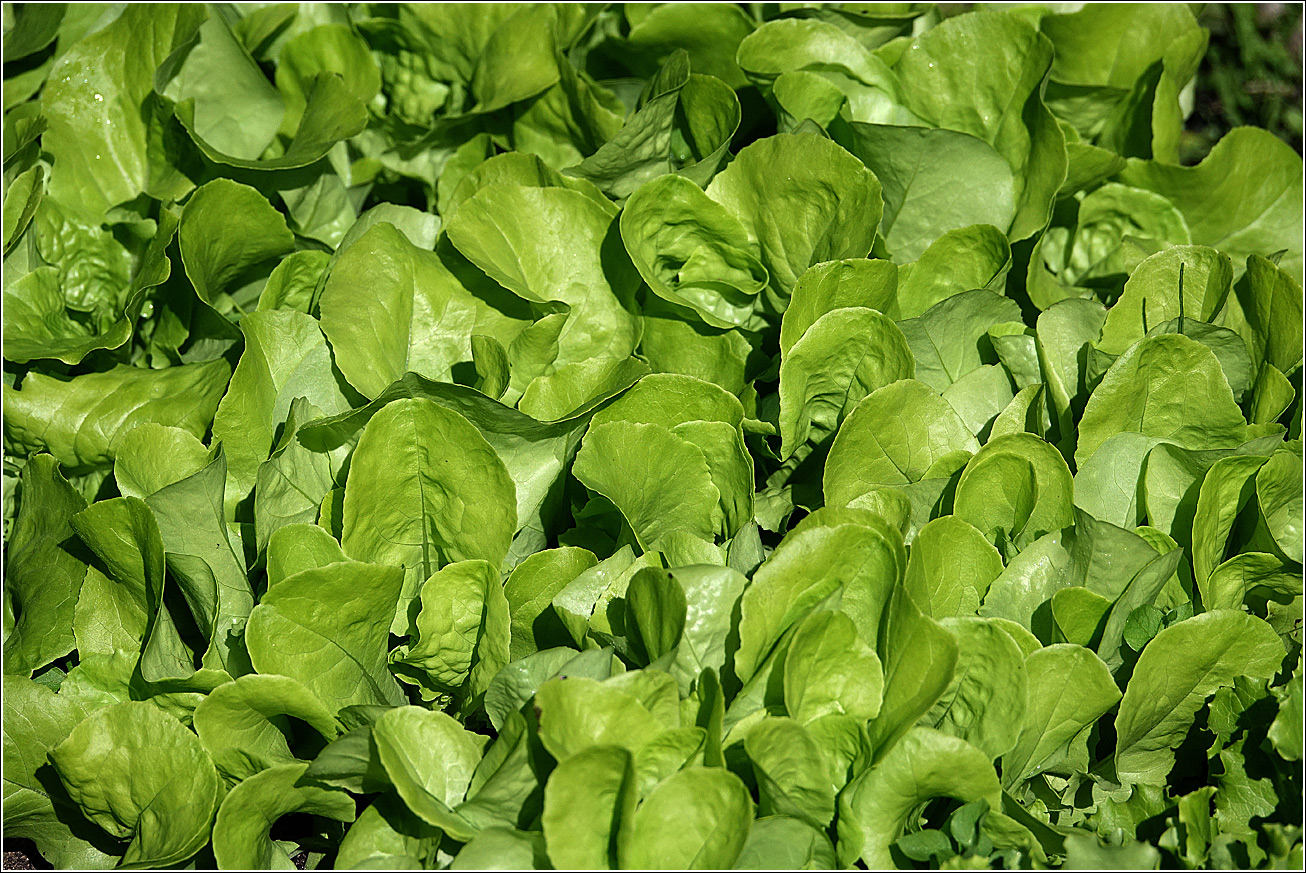 Image of Lactuca sativa specimen.