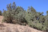 Juniperus seravschanica