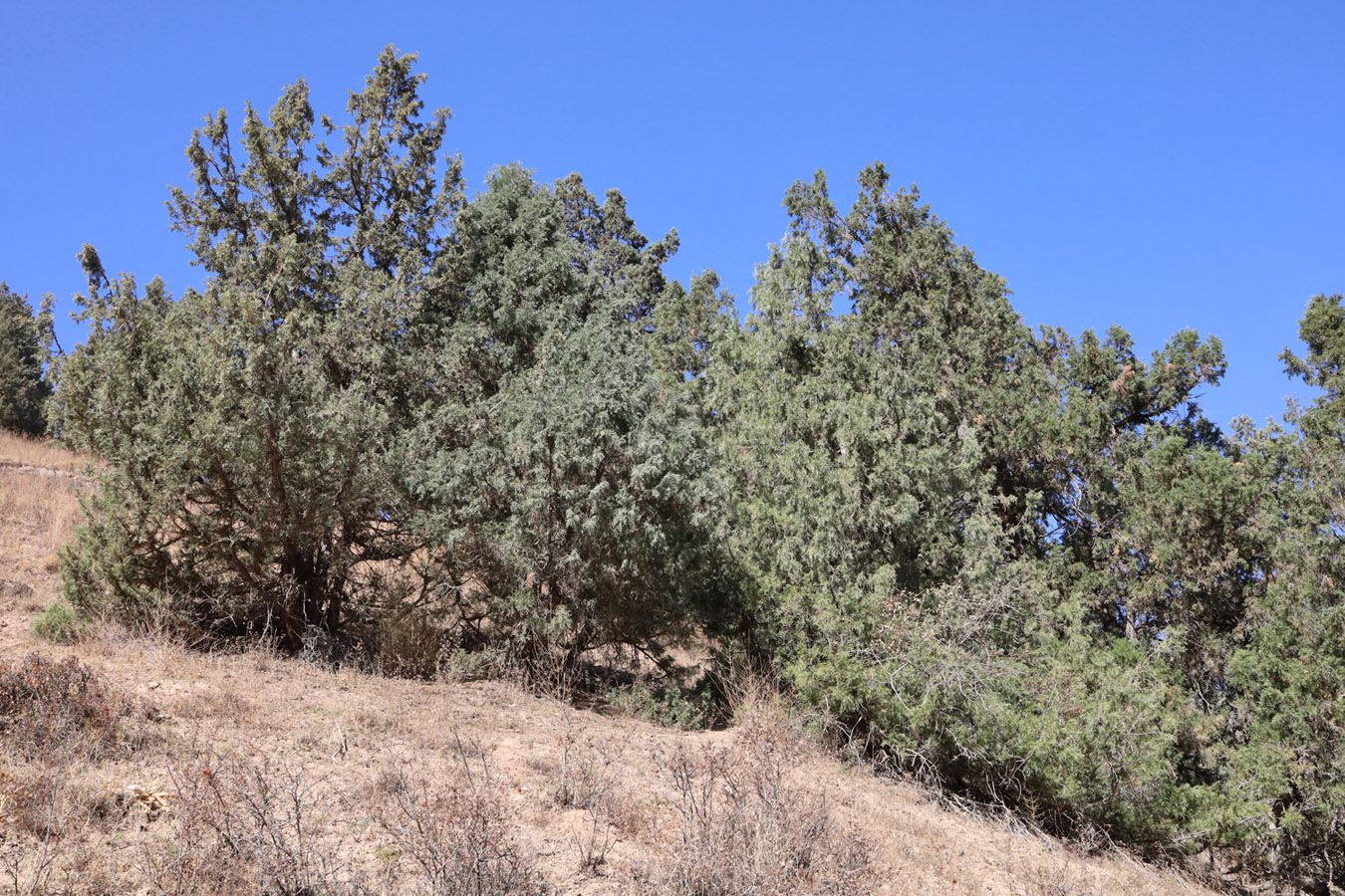 Изображение особи Juniperus seravschanica.