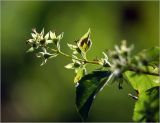 Philadelphus pubescens