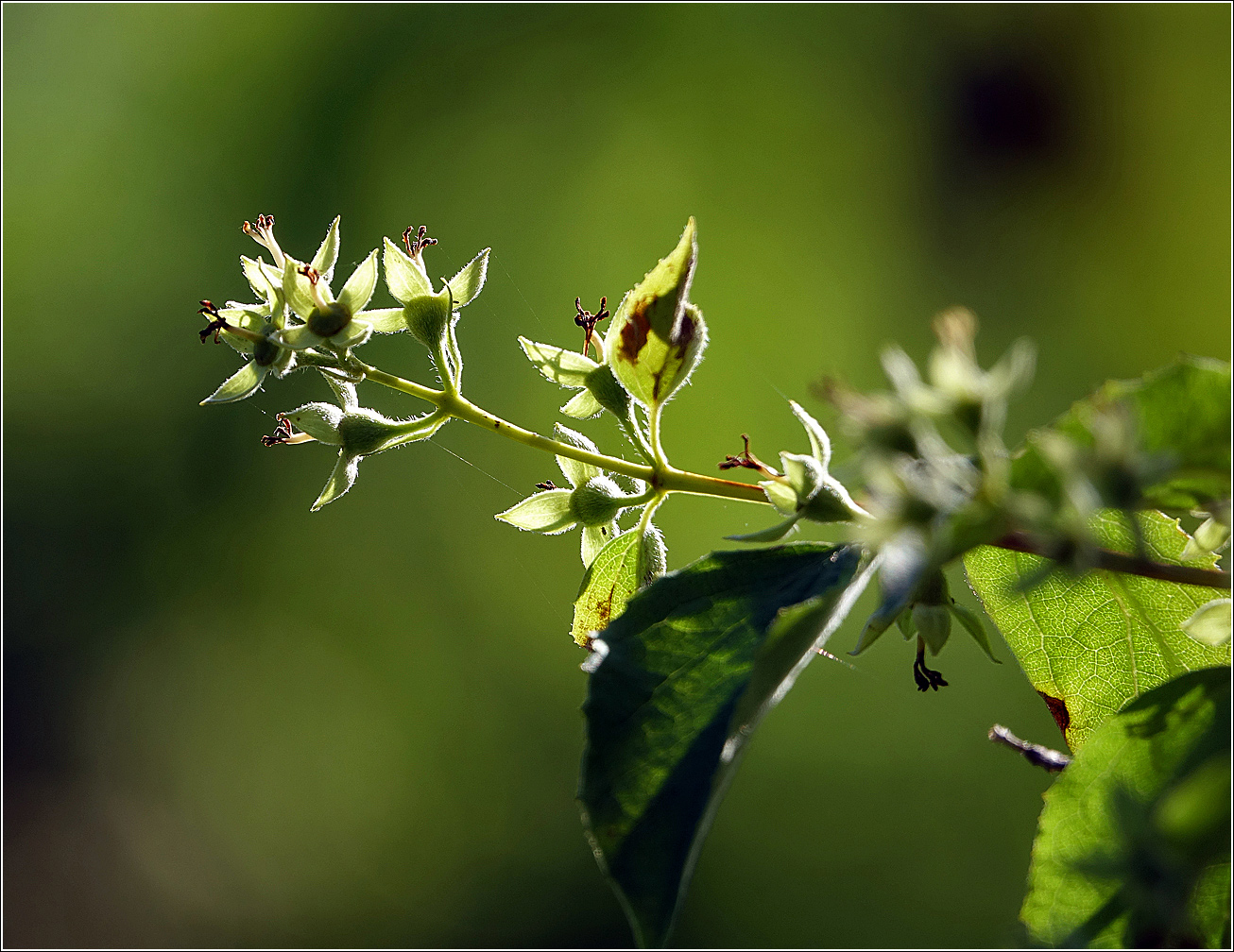 Image of Philadelphus pubescens specimen.