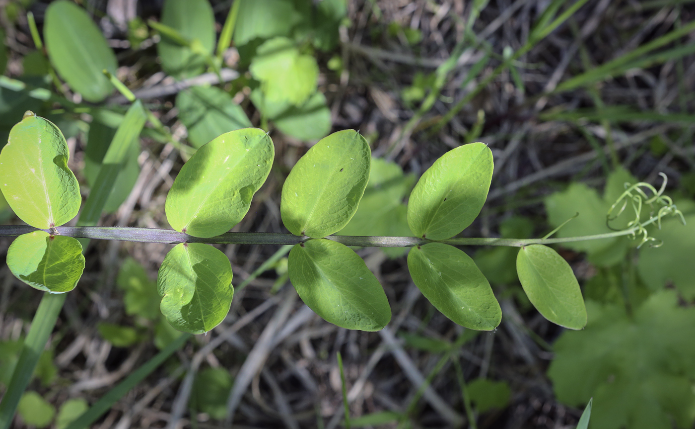 Image of Lathyrus pisiformis specimen.