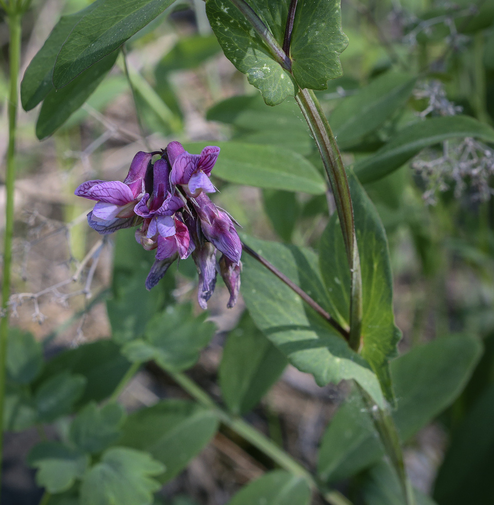 Image of Lathyrus pisiformis specimen.