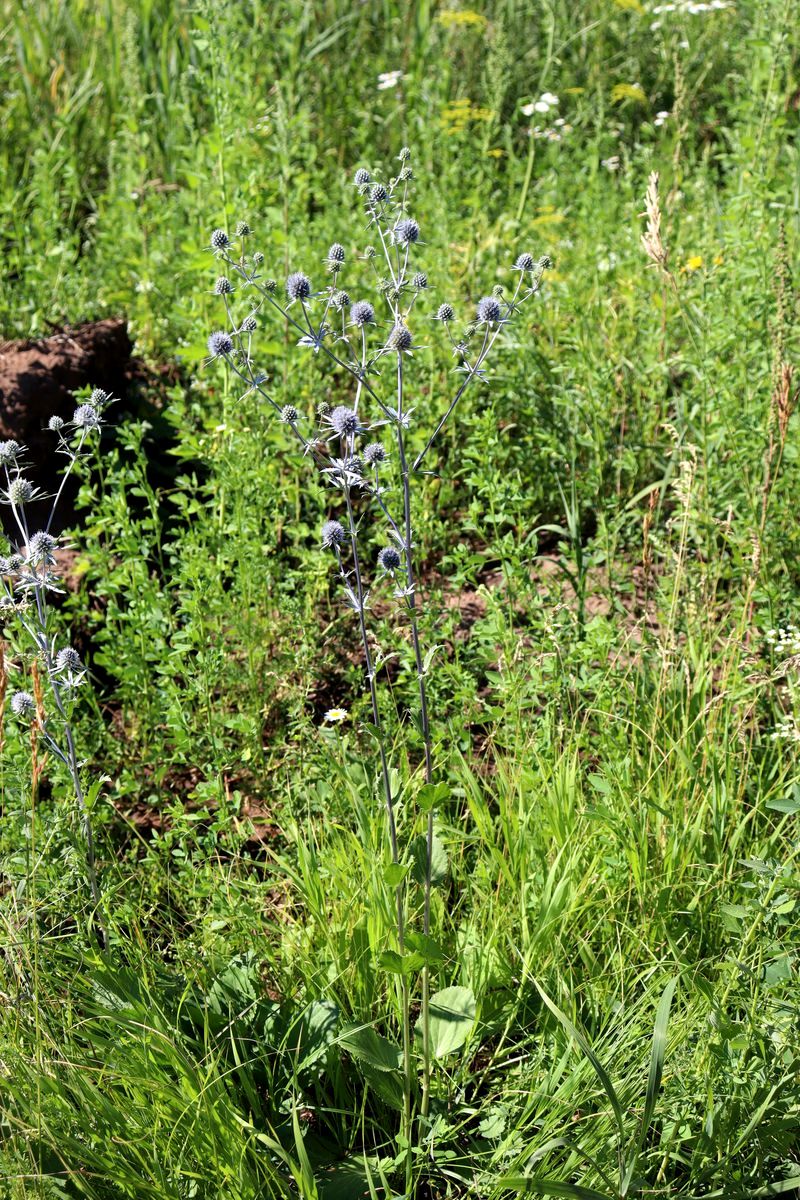 Image of Eryngium planum specimen.