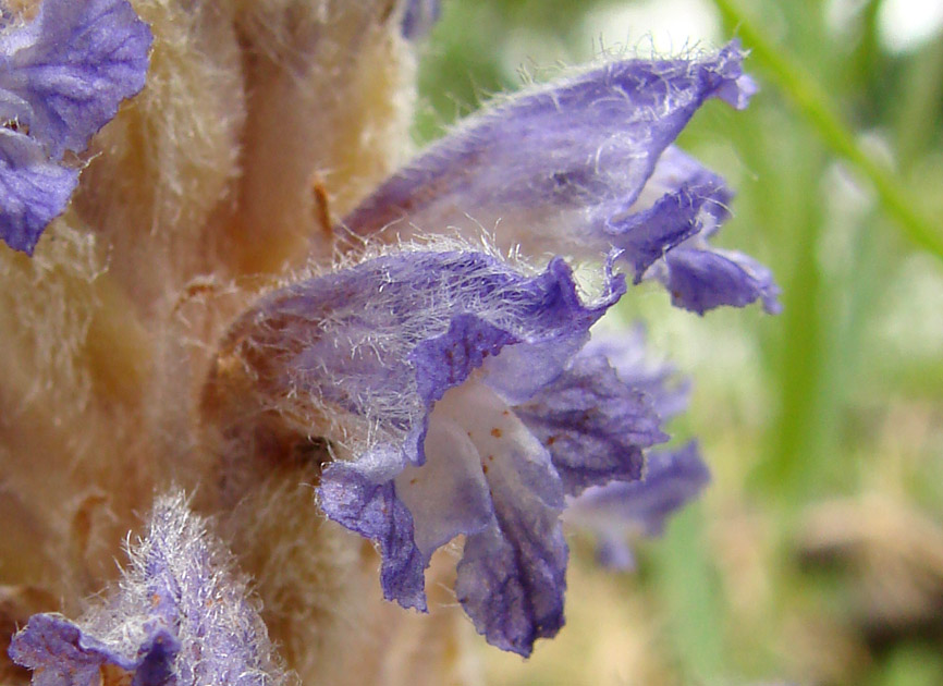 Изображение особи Orobanche coerulescens.