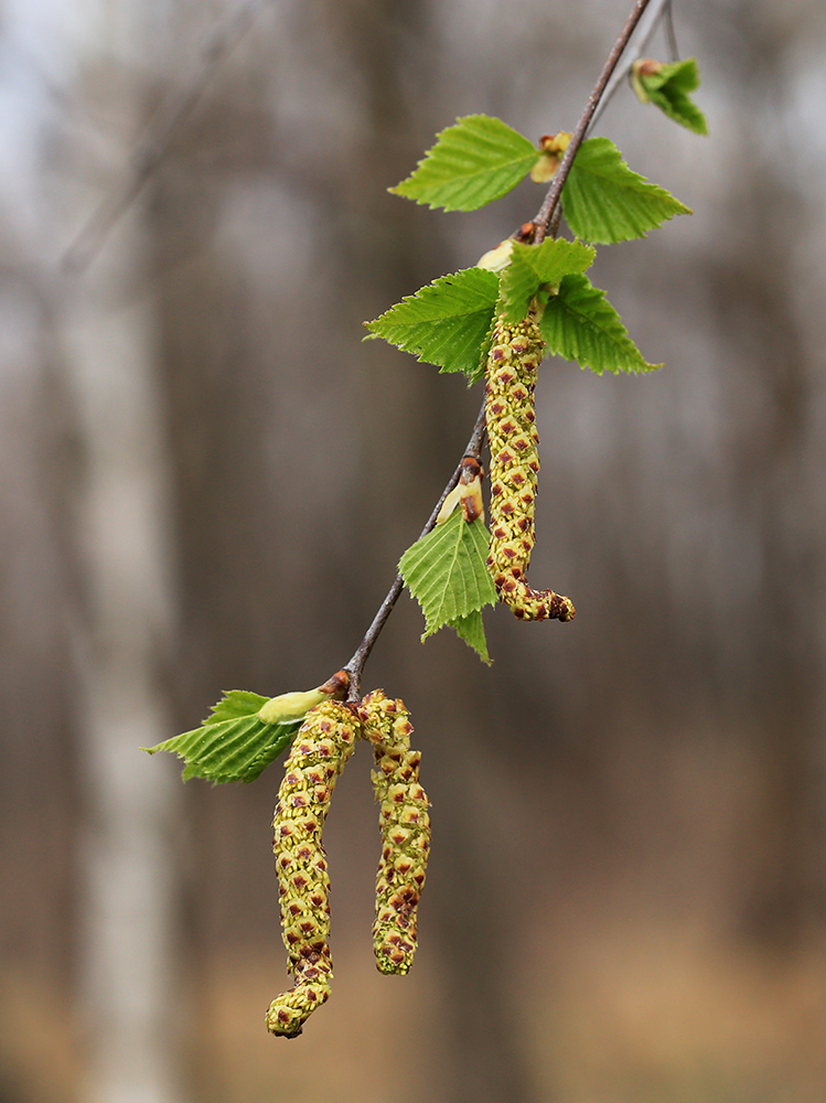 Изображение особи Betula platyphylla.