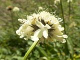 Cephalaria gigantea. Верхушка побега с соцветием. Карачаево-Черкесия, Урупский р-н, Кавказский биосферный заповедник, Имеретинское ущелье, Большой Имеретинский водопад, ≈ 2050 м н.у.м., субальпийский луг. 30.07.2022.