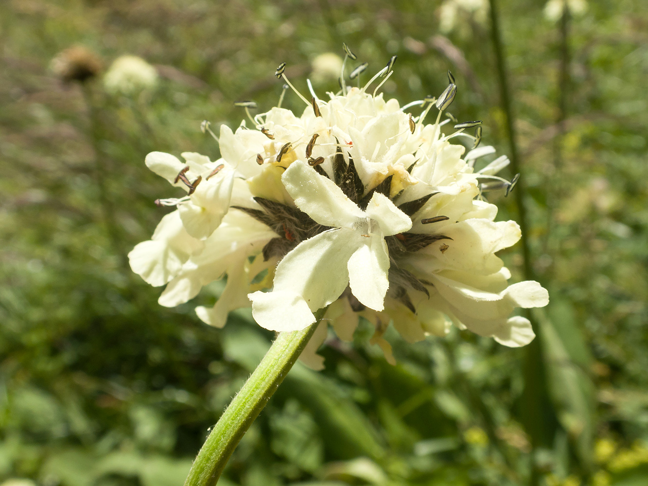 Image of Cephalaria gigantea specimen.