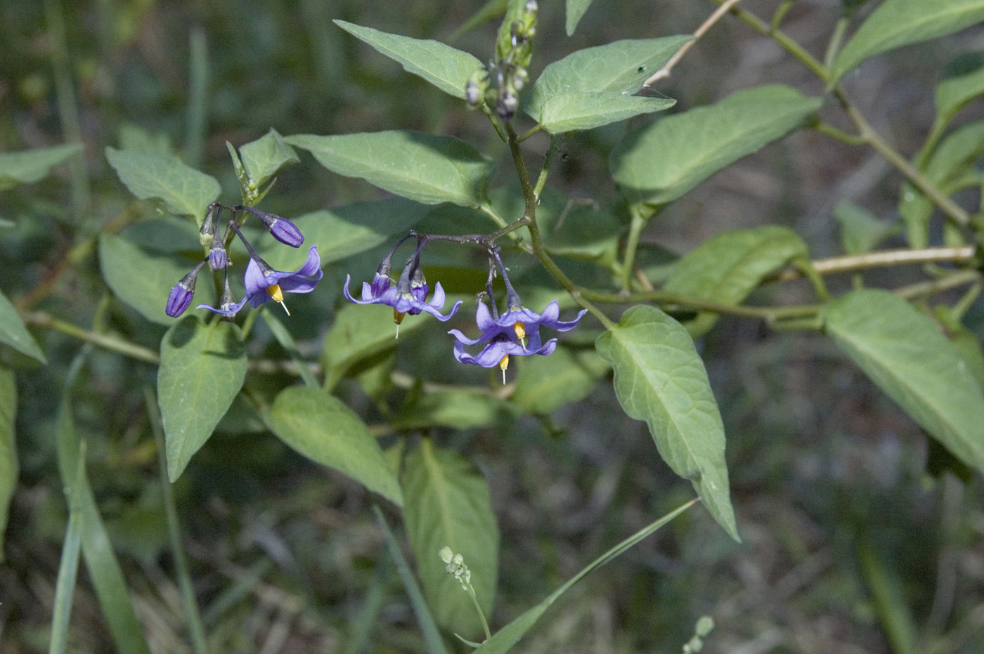 Image of Solanum kitagawae specimen.