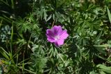 Geranium sanguineum