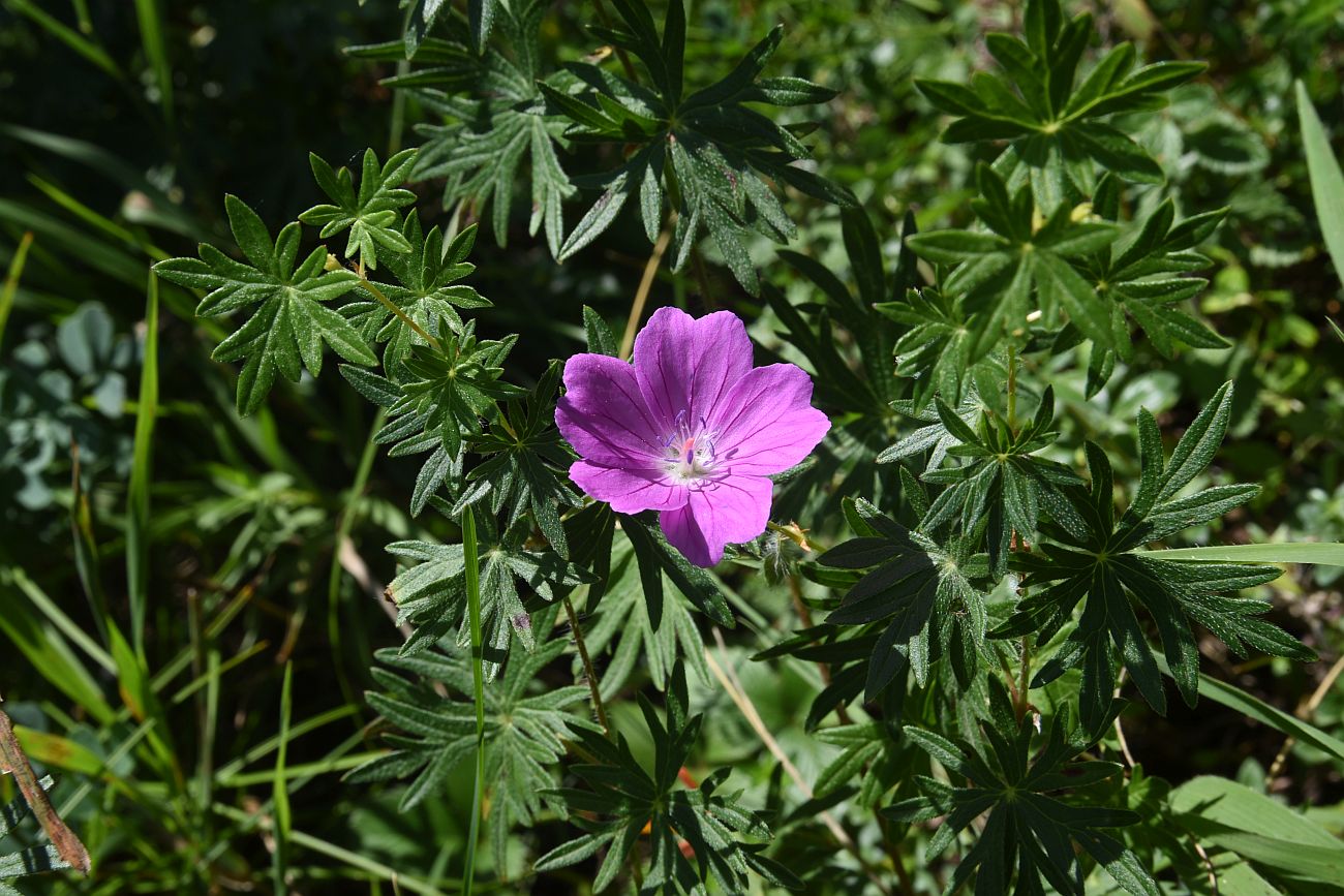 Изображение особи Geranium sanguineum.