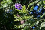 Jacaranda mimosifolia