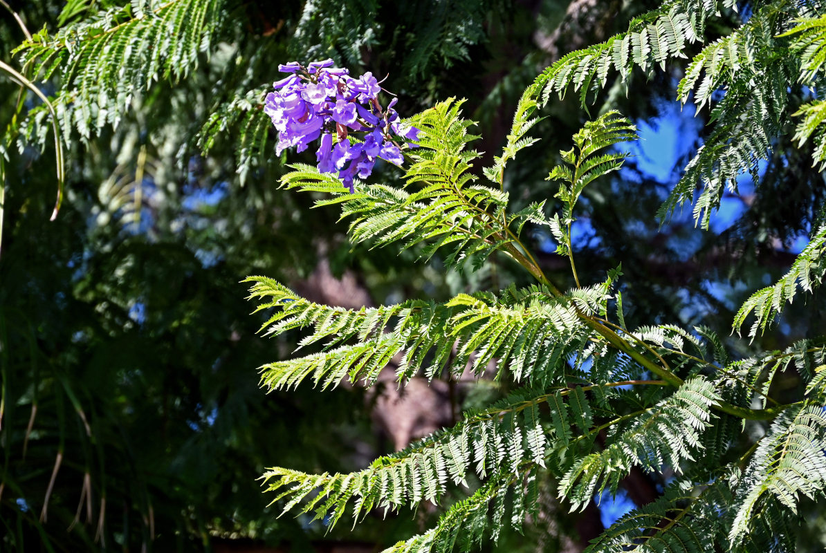 Изображение особи Jacaranda mimosifolia.