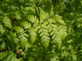 Dryopteris expansa