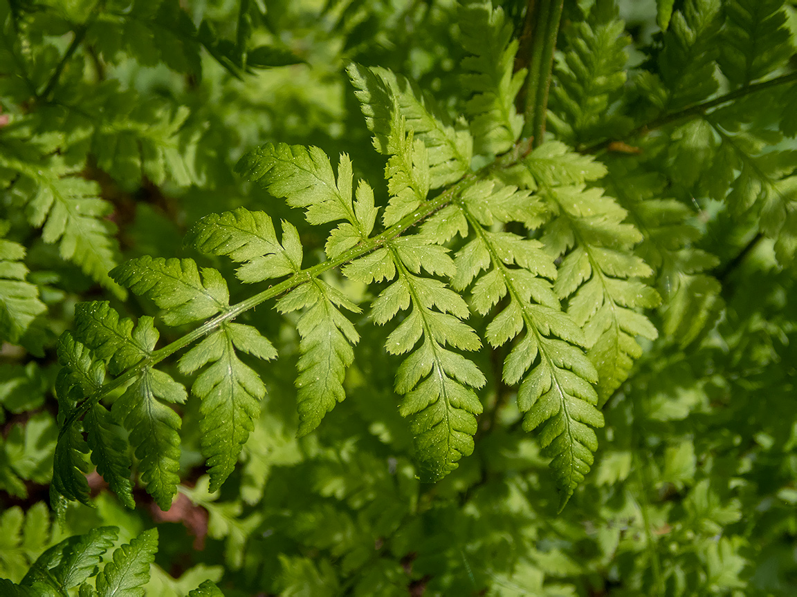 Изображение особи Dryopteris expansa.