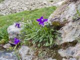 Campanula saxifraga. Цветущее растение. Карачаево-Черкесия, Урупский р-н, Кавказский биосферный заповедник, Имеретинское ущелье, ≈ 2200 м н.у.м., скалы под Верхним Имеретинским водопадом, в скальной расщелине. 28.07.2022.