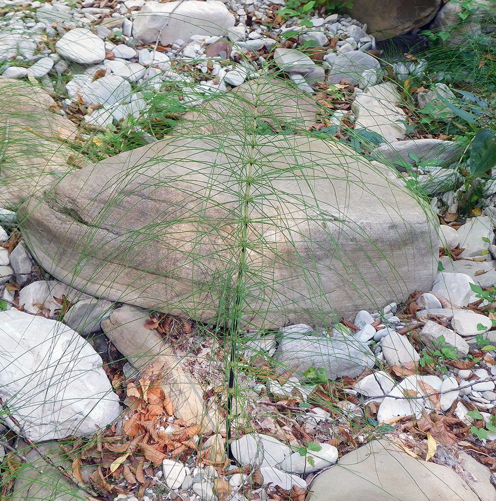 Image of Equisetum telmateia specimen.