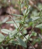 Helianthemum ovatum. Средняя часть побега. Крым, Бахчисарайский р-н, окр. с. Трудолюбовка, остепнённая поляна в лесу на г. Длинной. 20.07.2009.