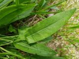 Rumex acetosa