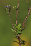 Veronica umbrosa