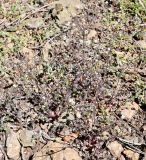 Cerastium fragillimum