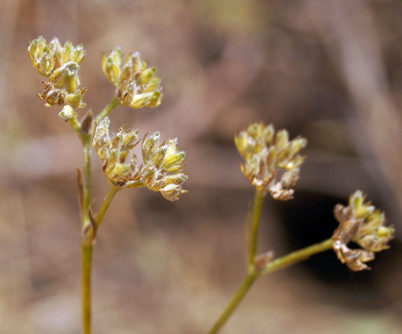 Image of Valerianella dentata specimen.