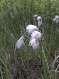 Eriophorum angustifolium. Соплодия. Карелия, Прионежский р-н, пос. Пай, заболоченный участок. 10.06.2023.