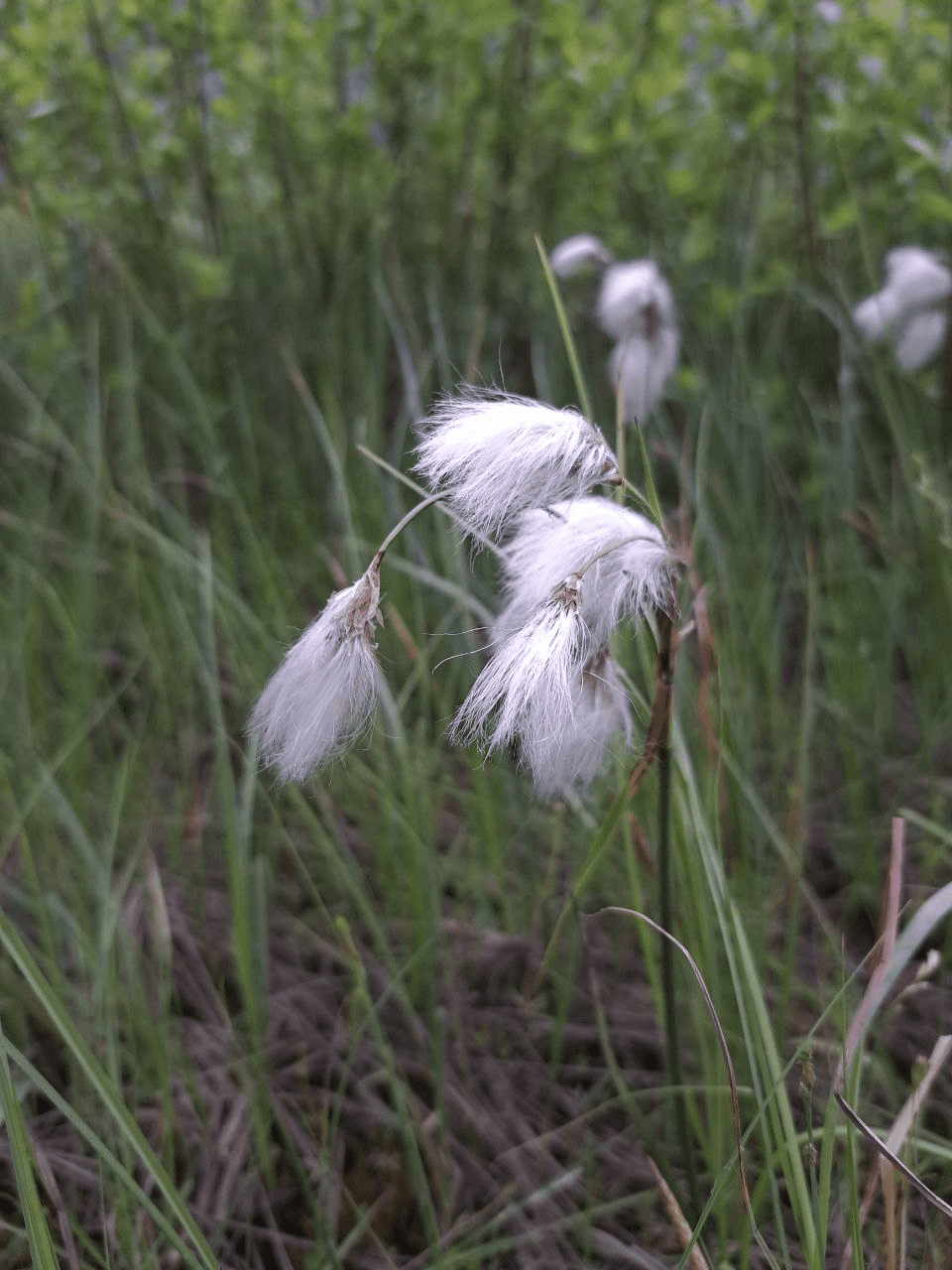 Изображение особи Eriophorum angustifolium.