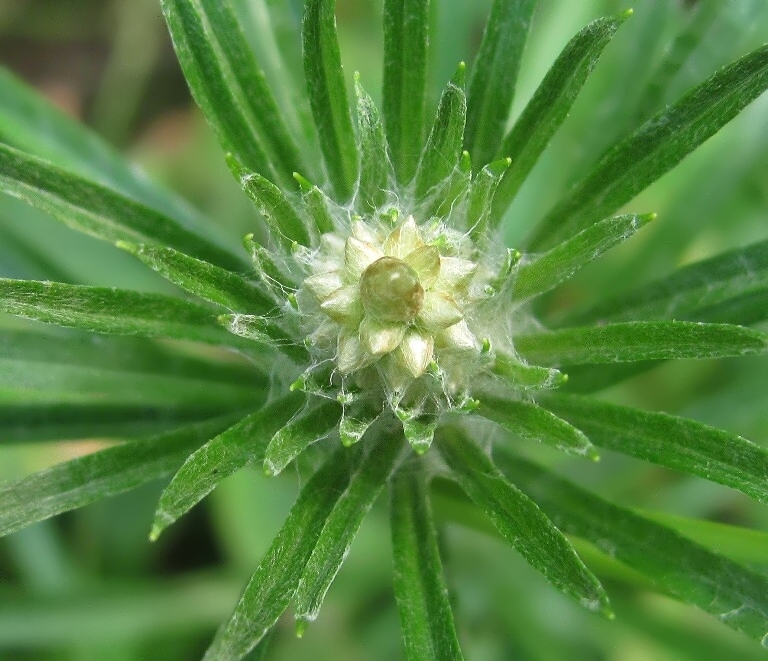 Image of Omalotheca sylvatica specimen.